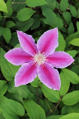 3L CLEMATIS 'DR RUPPELL'