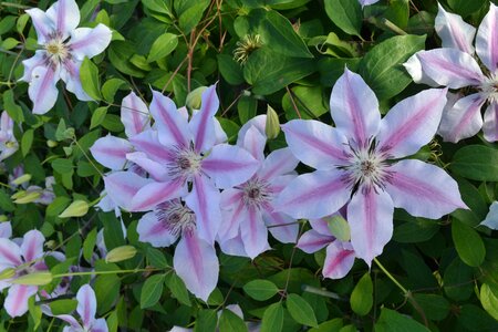 3L CLEMATIS 'NELLY MOSER'