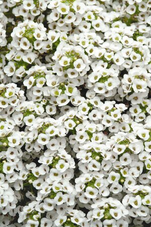 ALYSSUM CLEAR CRYSTAL 'WHITE - image 1
