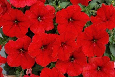 PETUNIA 'FRENZY RED' - image 1