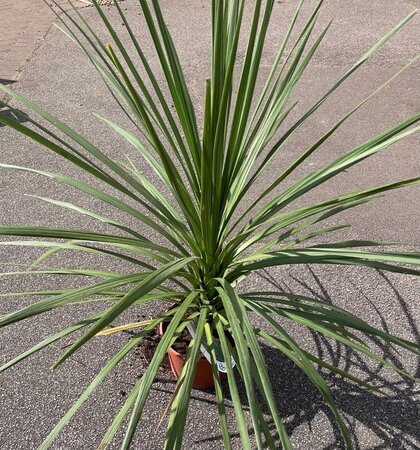 7.5L NEW ZEALAND CABBAGE PALM - image 2