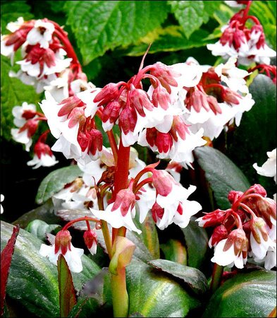 3L BERGENIA 'FIRE AND ICE'